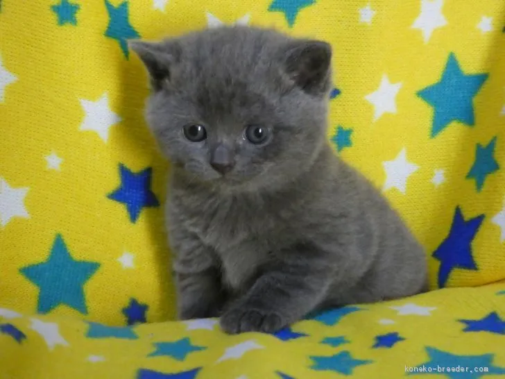 ID：1910-01285の子猫