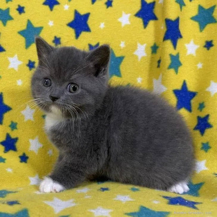 ID：2206-03228の子猫