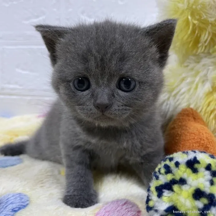 ID:2308-00717の子猫