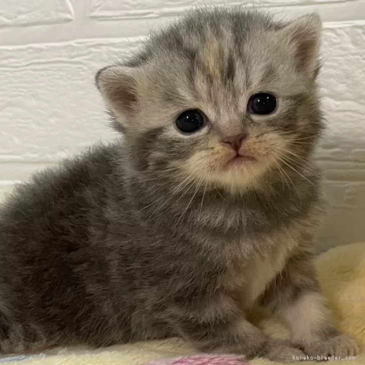 ID:2405-03509の子猫
