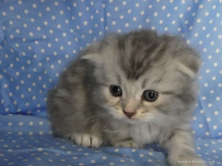 ID:1908-01065の子猫