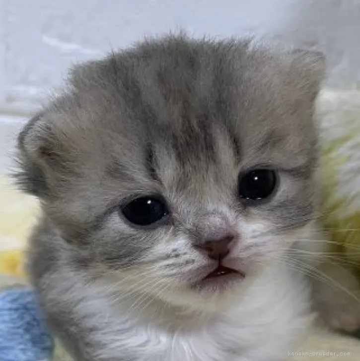 Y.S 様のお迎えした子猫