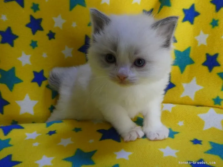 M.Y 様のお迎えした子猫