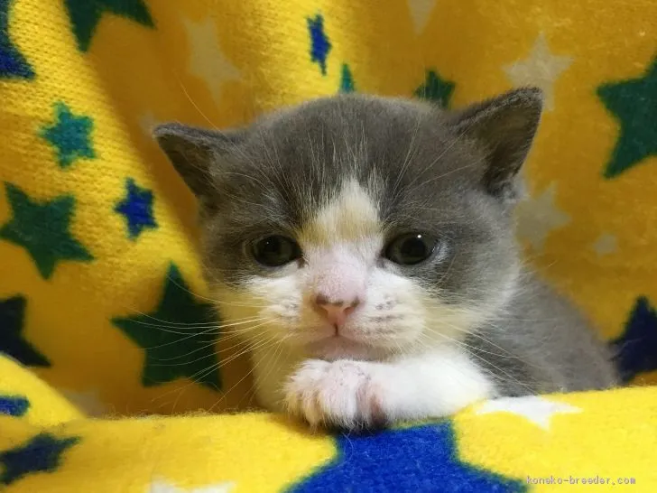 クラッシー 様のお迎えした子猫