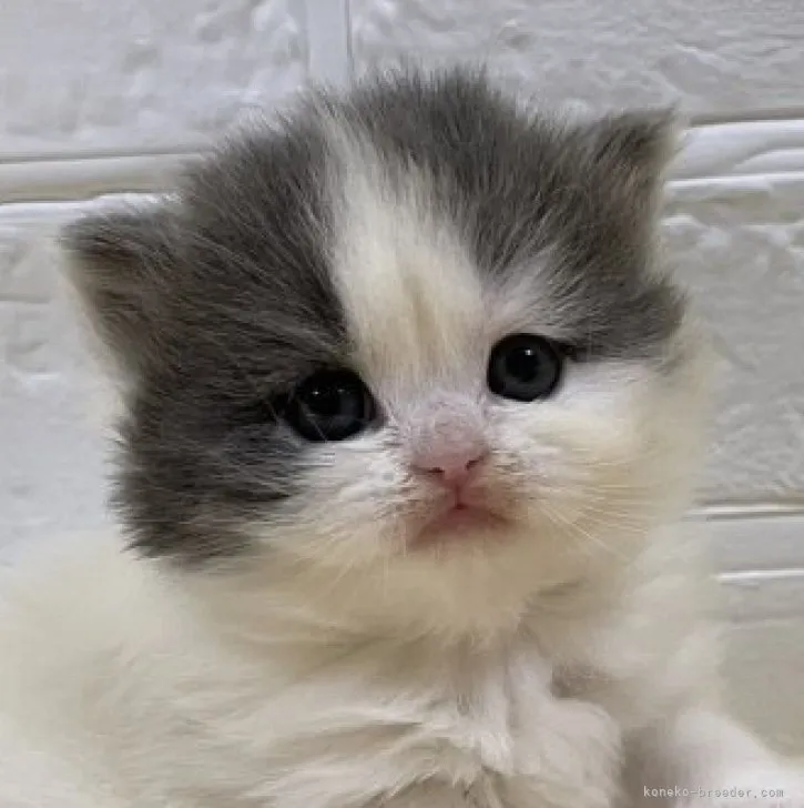 ID：2303-01484の子猫