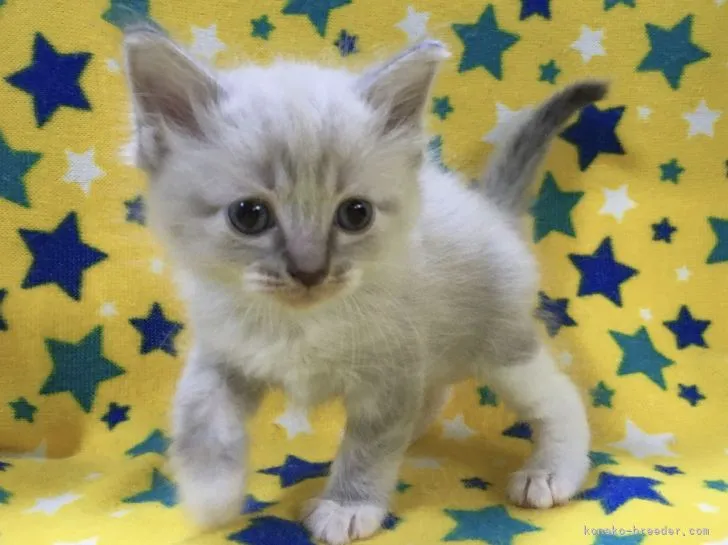 ID:2108-02448の子猫