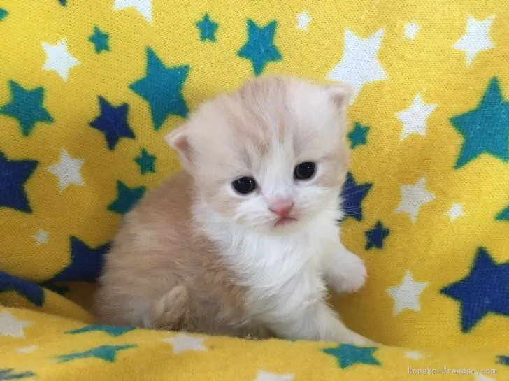 ID：2105-00409の子猫