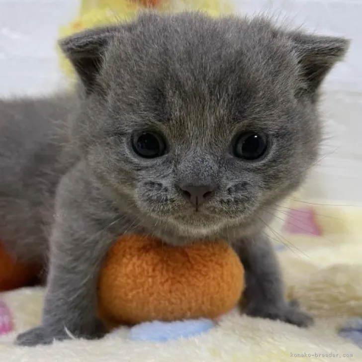 ID:2311-00437の子猫
