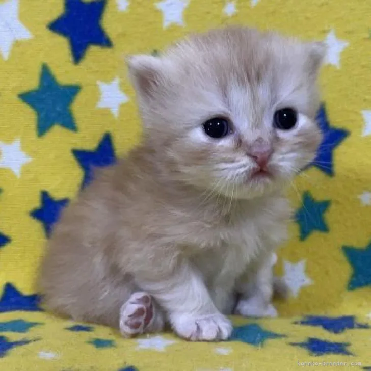 ID:2211-00795の子猫
