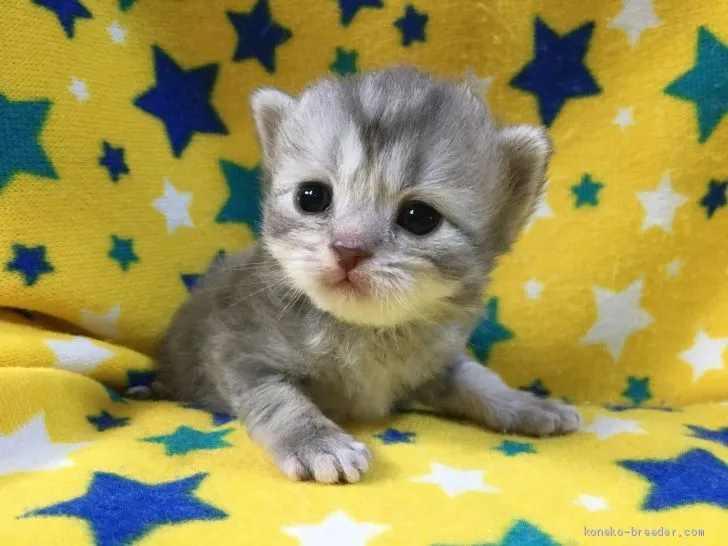 Ayaka 様のお迎えした子猫