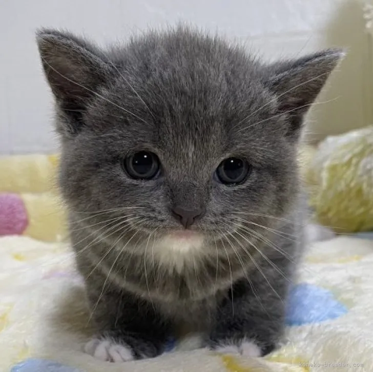 ID：2308-00715の子猫