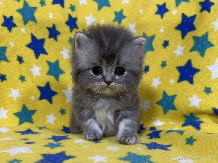 ID：2201-01665の子猫