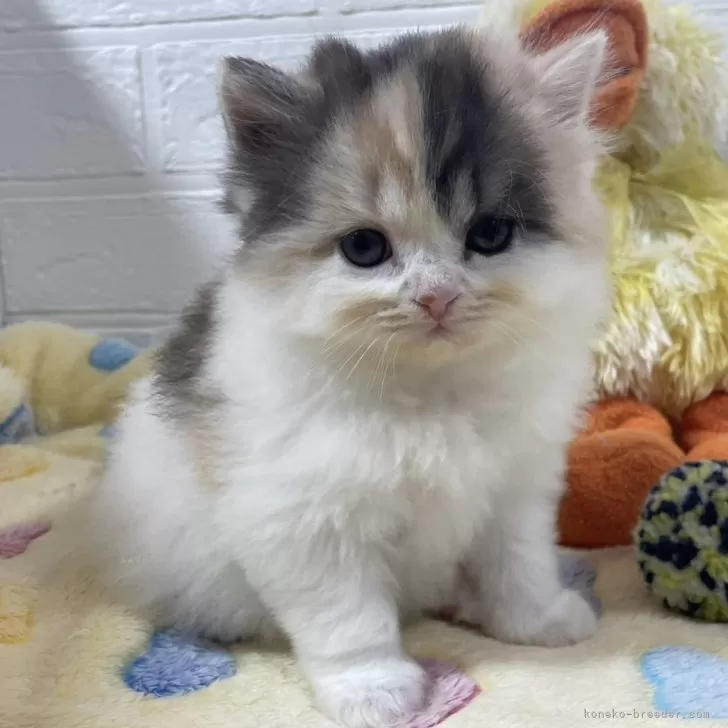 ID:2401-01019の子猫