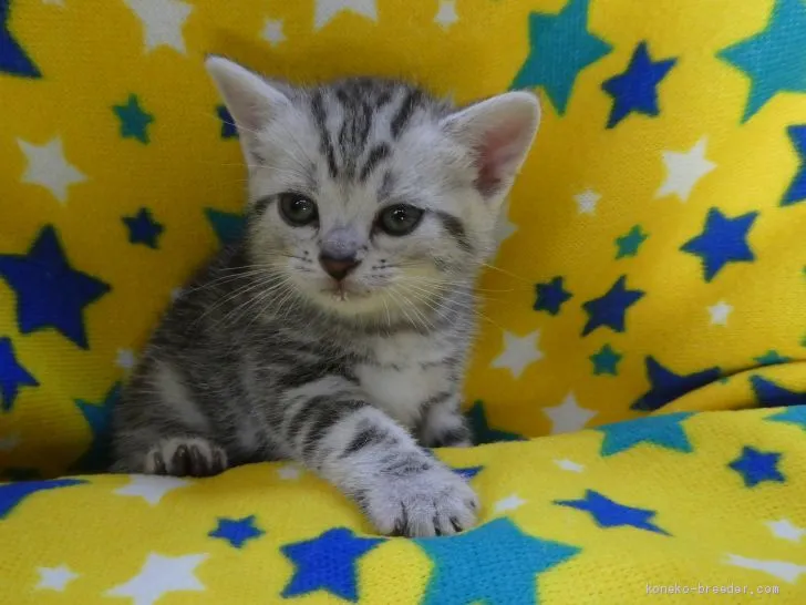 ID:1905-01105の子猫
