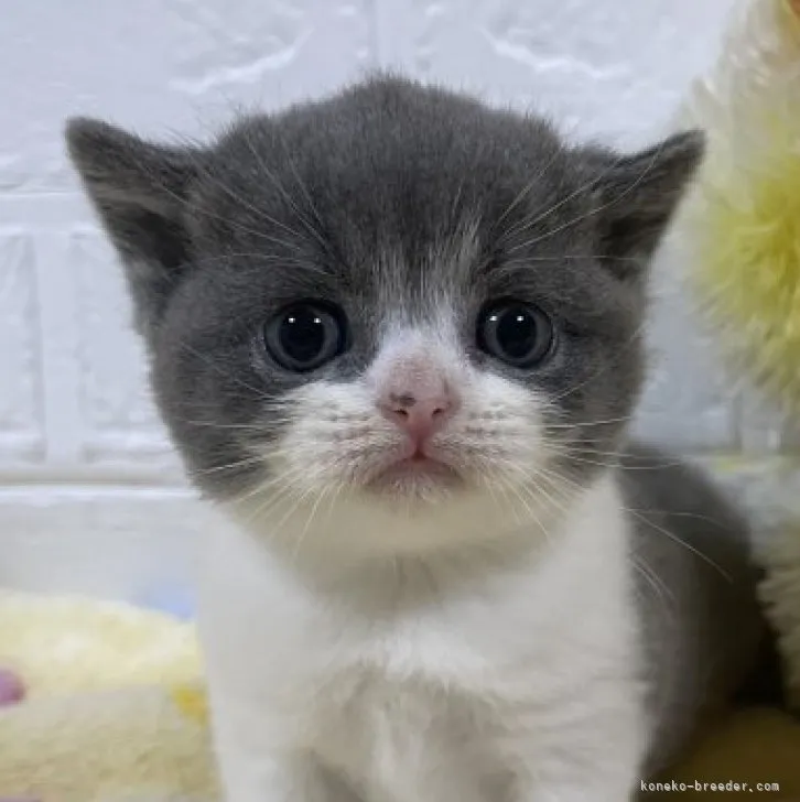 R.S 様のお迎えした子猫
