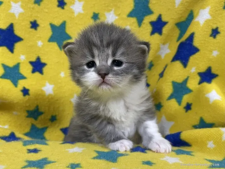 ID:2205-01890の子猫