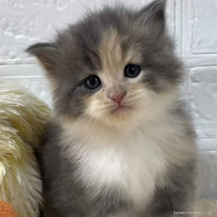ID:2411-00196の子猫