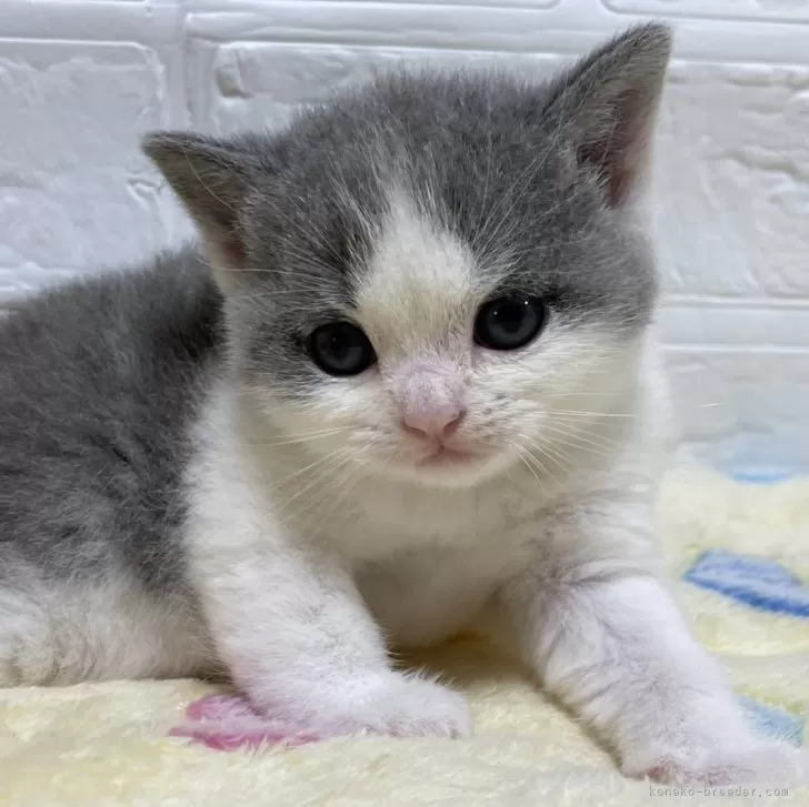 A.T 様のお迎えした子猫