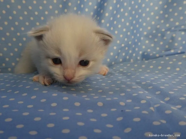 ID：1906-02058の子猫