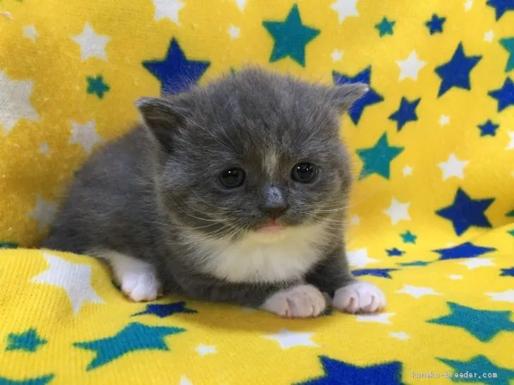 ID:2102-00209の子猫