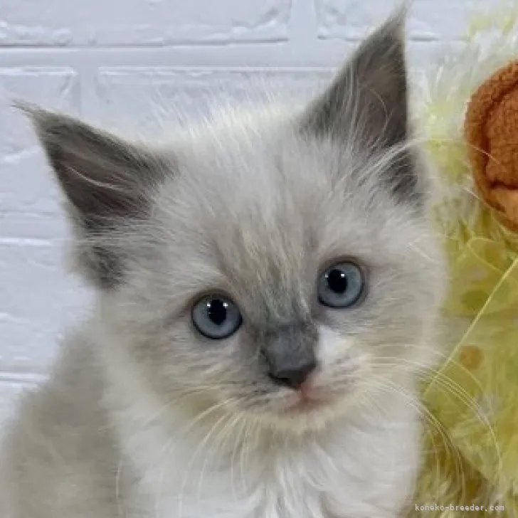 ID:2302-02059の子猫