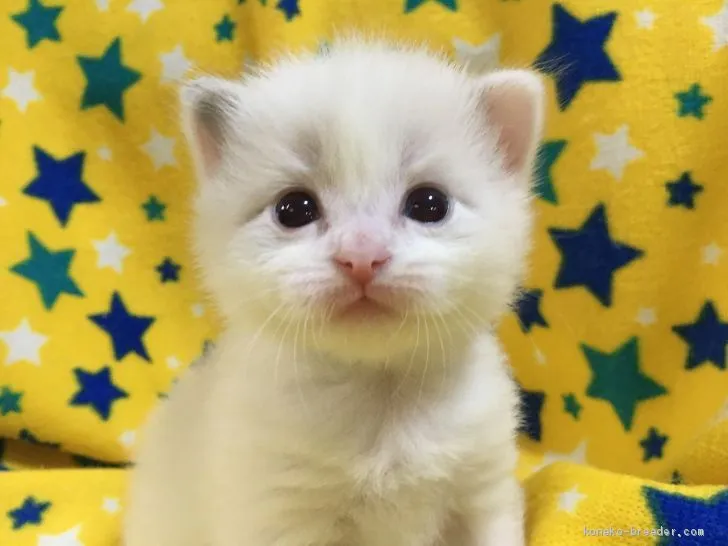 ねこた 様のお迎えした子猫