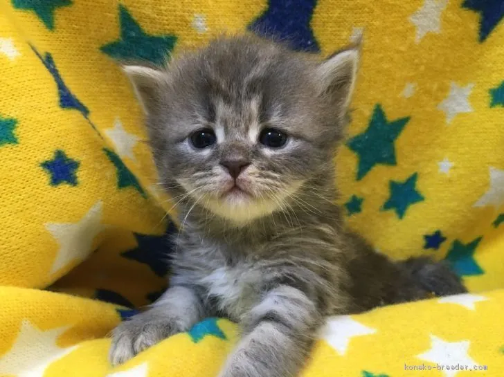 ID：2012-01761の子猫