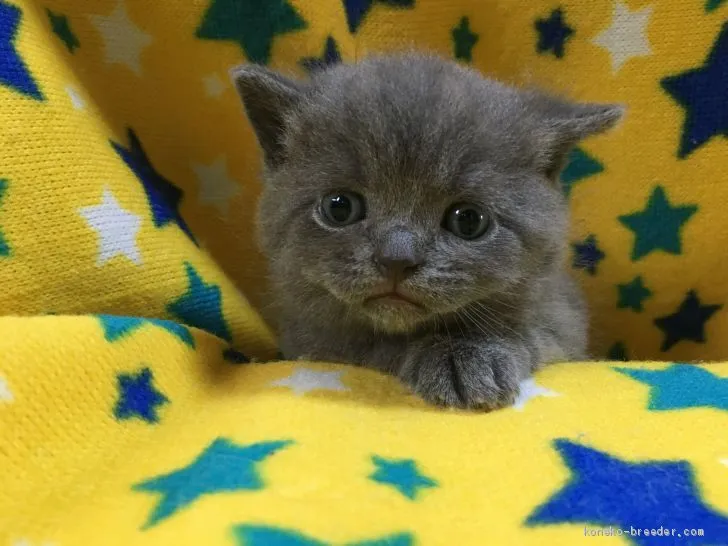 ID：2004-02265の子猫