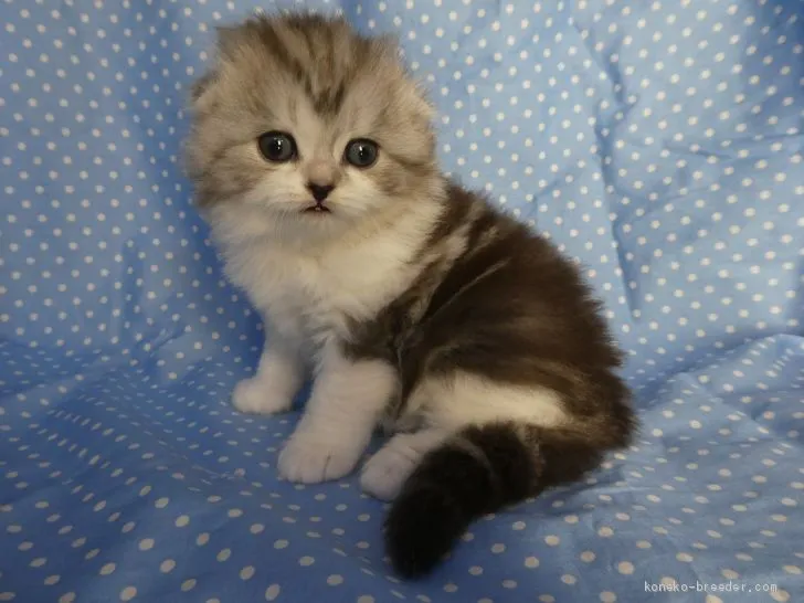 ID:1909-00295の子猫