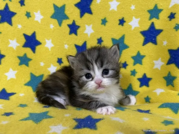 ID:2202-00115の子猫