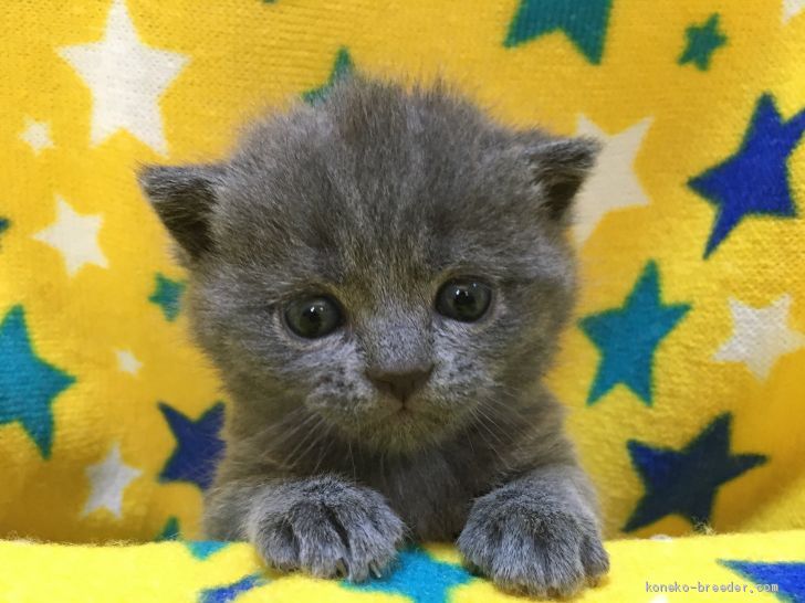どれみ 様のお迎えした子猫
