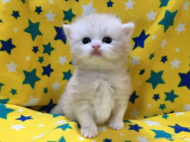 ID：2009-01737の子猫