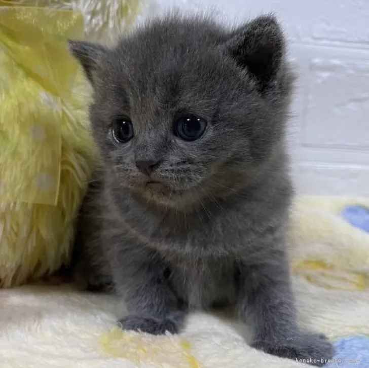 ID:2309-02292の子猫