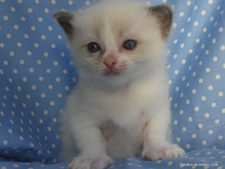 ID：1907-00931の子猫