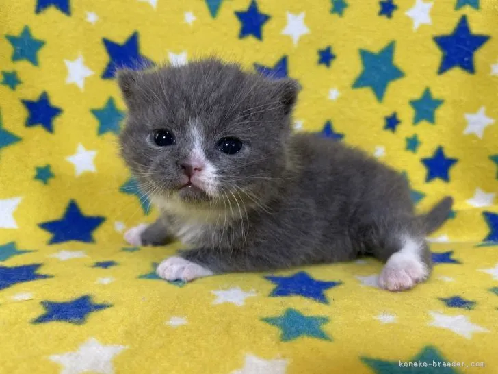 ID:2202-00109の子猫