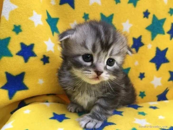 I.Y 様のお迎えした子猫