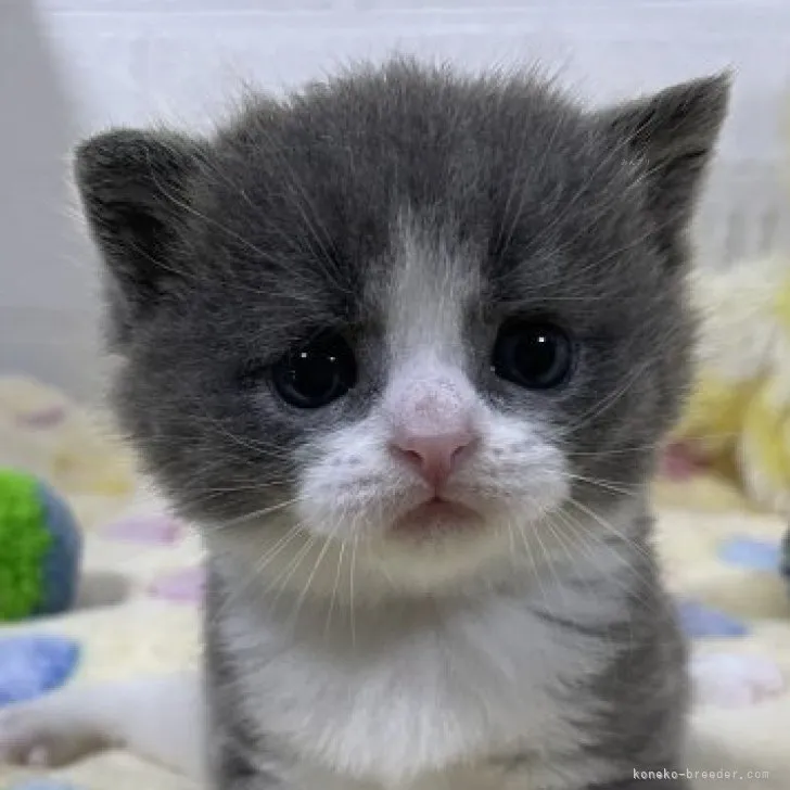 M.M 様のお迎えした子猫