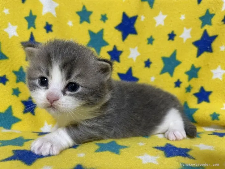 ID：2201-00458の子猫