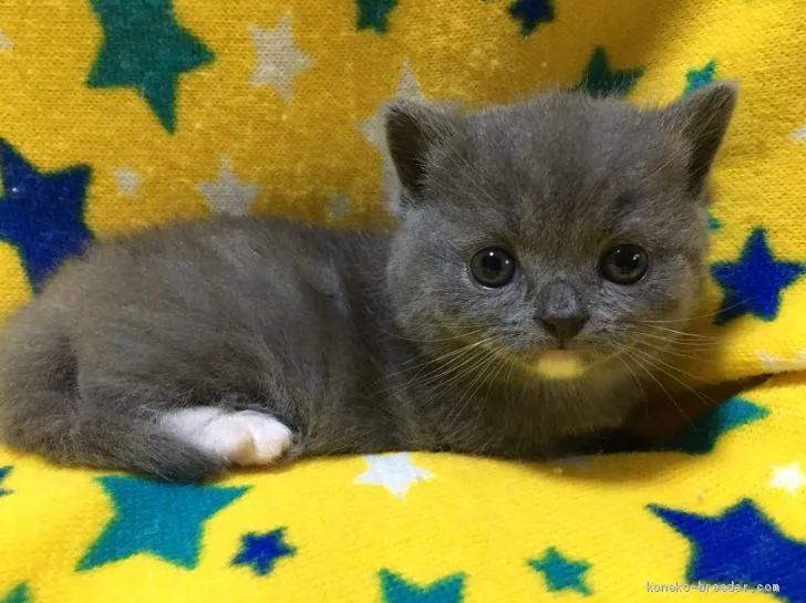 てらちょこ 様のお迎えした子猫