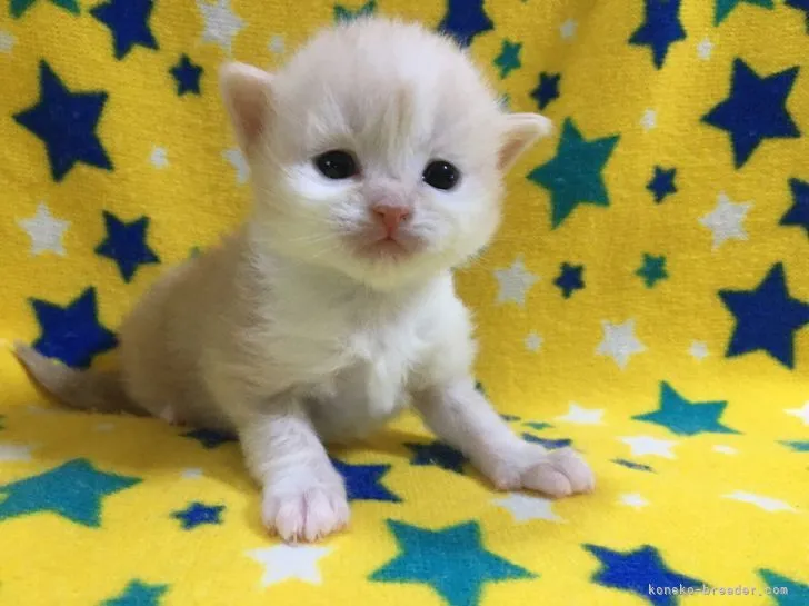 ID：2104-02339の子猫