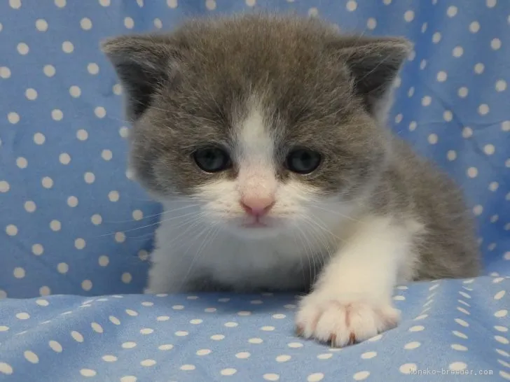 ID:1905-00663の子猫