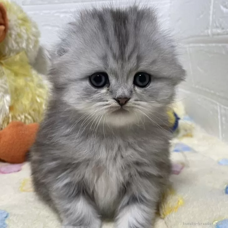 ID:2404-03296の子猫