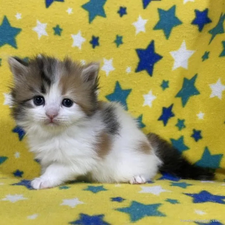 ID:2206-00846の子猫