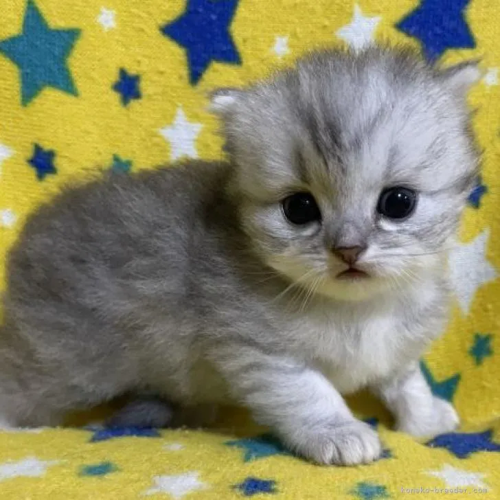 ID：2210-00253の子猫
