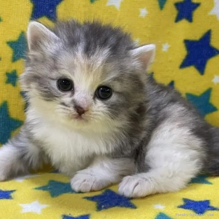 ID：2208-01008の子猫