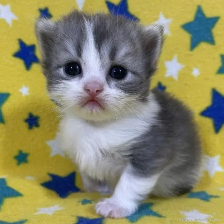 ID：2211-00773の子猫