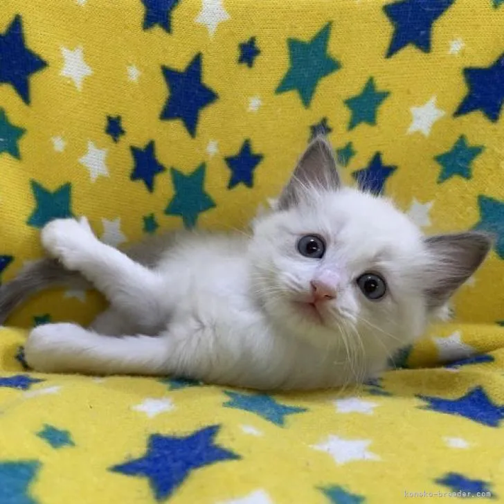 ID:2207-01409の子猫