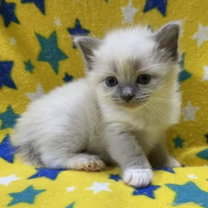 ID:2206-01798の子猫