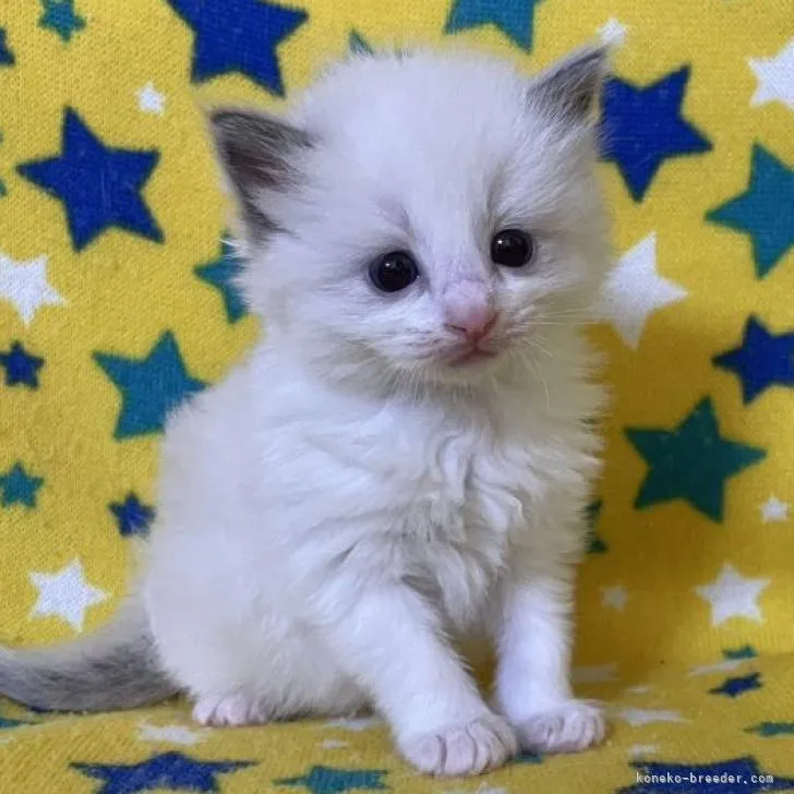 ID:2212-01257の子猫