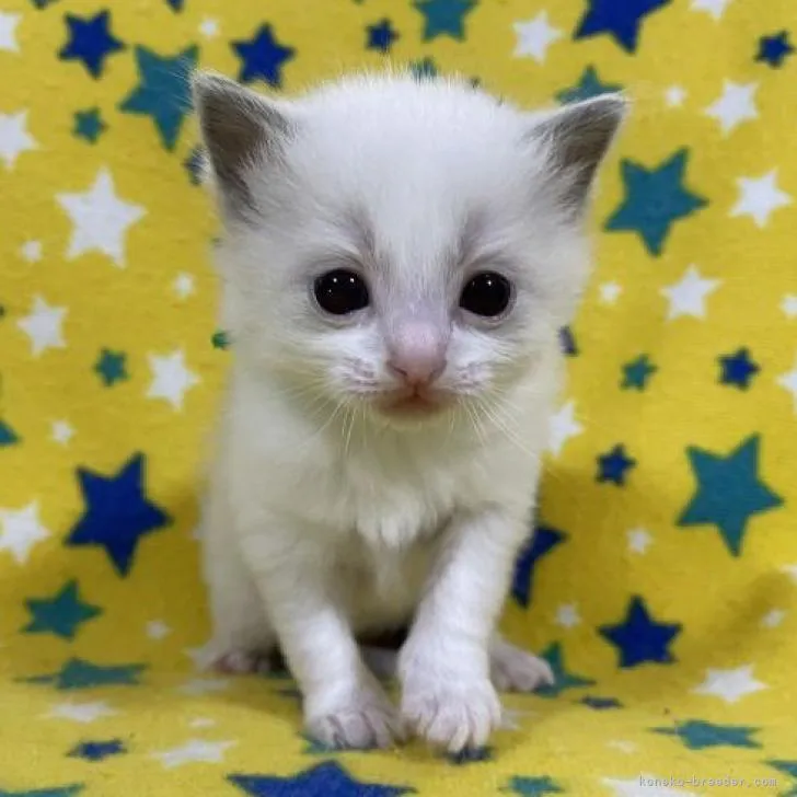 ID：2211-02061の子猫